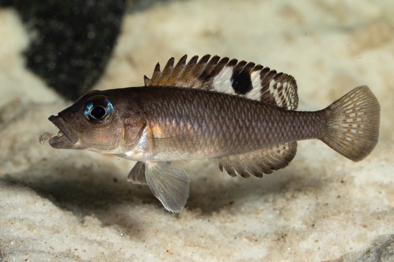 Lamprologus kungweensis 'Burton Bay'
